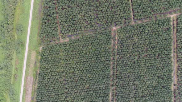 Aerial View of The Palm Oil Estates