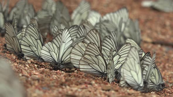 Large Flock of Aporia Crataegi Butterflies and Black-Veined White Butterfly on Ground Surface