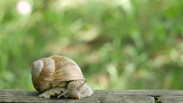 Snail On A Log