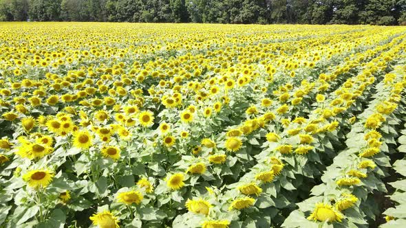 Field with Sunflowers in Summer Aerial View