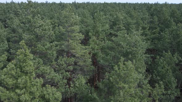 Green Pine Forest By Day Aerial View