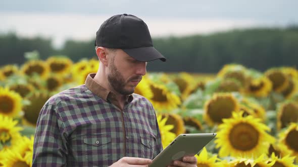 An Farmer Man Stands in the Field of Sunflowers and Works on a Screen Tablet Investigating Plants