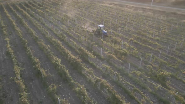 Aerial view farmer on tractor mowing weeds between rows of grapevines in vineyard landscape