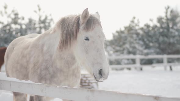 White Dappled Horse Standing Behind Fence in Snow at a Ranch Looking in Camera Close Up