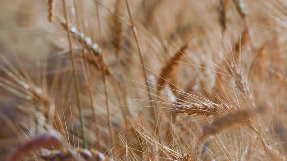 Wheat Field (2K)