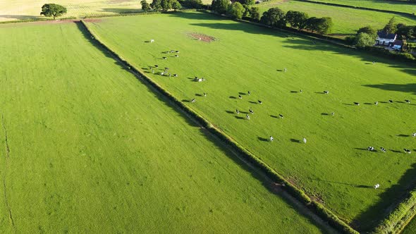 herd of cows move fast through a farmers field in rural countryside, England. Cow farm. Ariel view 4