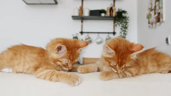 Ginger Kittens Lies on a White Sofa Against the Background of the Kitchen