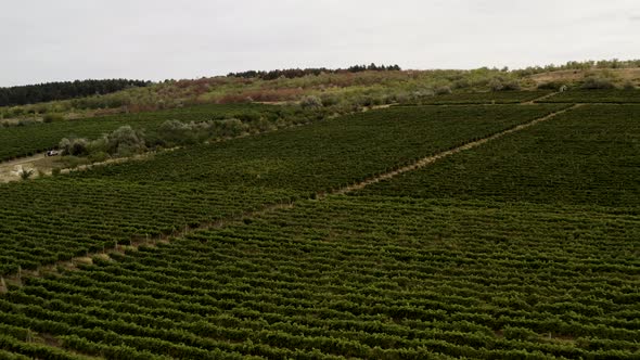 Aerial View Over Vineyard Fields