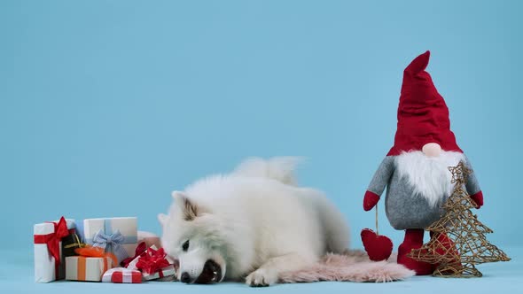 A Playful Samoyed Dog Lies on a Fur Blanket Next to Christmas Gifts and a Wire Tree Chewing on a Red