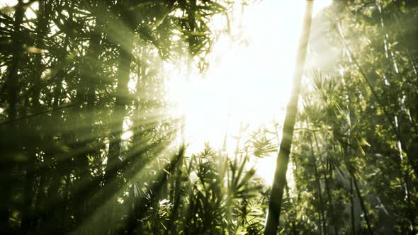 Green Bamboo in the Fog with Stems and Leaves