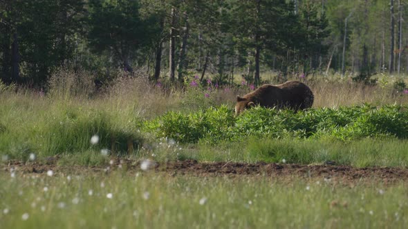 Brown Bear Eating Plants In The Dense Green Field - Medium Shot