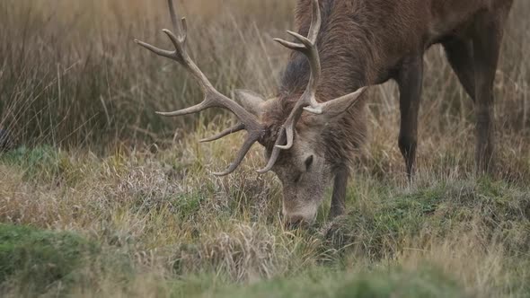 Red deer stag eating grass close up slow motion