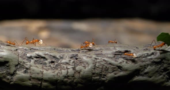 4K - Colony of leaf-cutting ants on the trail