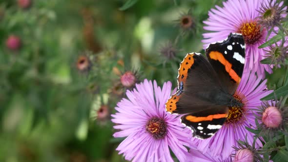 A Butterfly Eats Nectar On A Pink Flower.