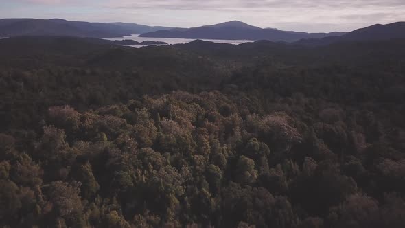 Rainforest on Steward Island