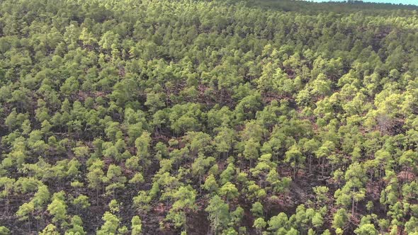 The Forest In The Mountains