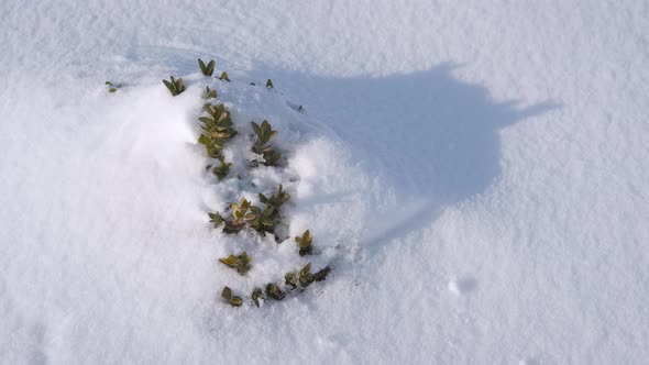 Bush Under White Snow