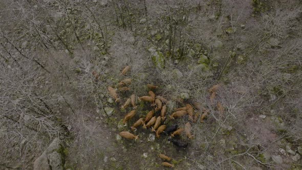 Aerial riser above highland cattle in rocky landscape with leafless trees