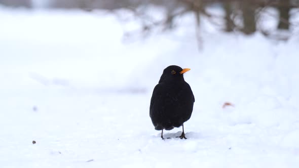 Common Blackbird Standing on Snow in Winter Time