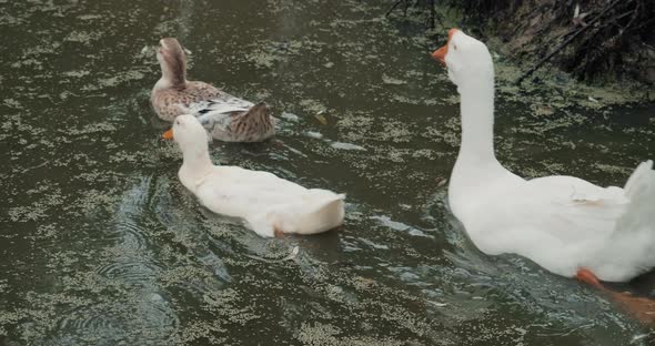 White Domestic Geese and Ducks Swim in Pond on Farm