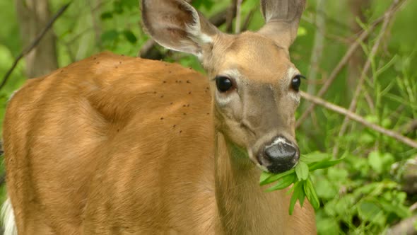 Up close telephoto shot of a deer's face as it chews on grass in the middle of a thicket.