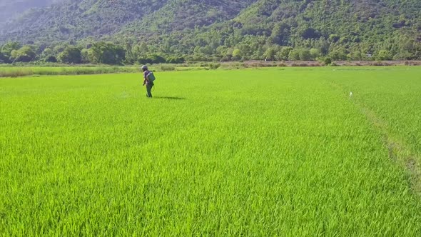 Man Walks Sprinkling Around Rice Field Against Hills