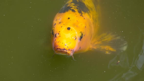 Macro close up of orange colored Koi Fish swimming on pond surface foraging and breathing