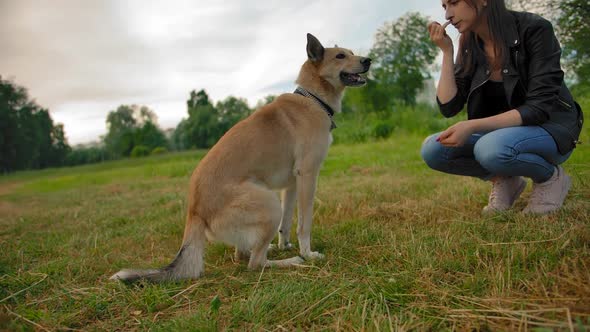 Woman Teaches Her Dog To Sit Command in the Park.