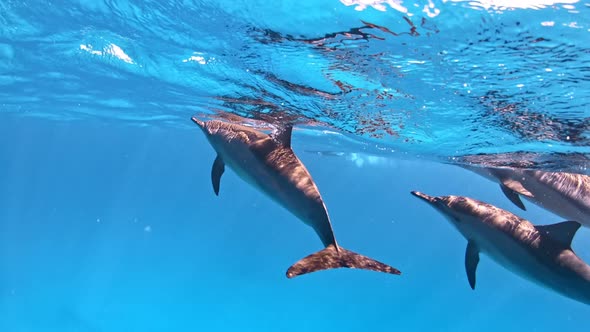 Close-up on adult dolphins swimming close to the sea surface.