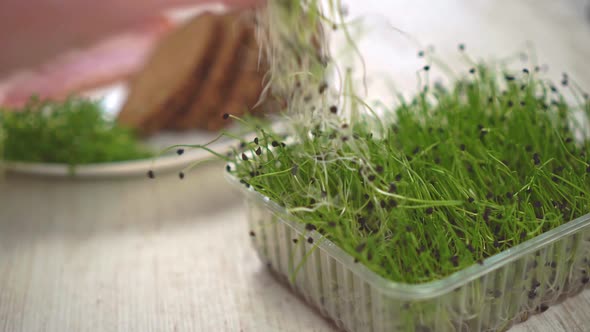 Fresh Sprouts Of Microgreens Grown At Home