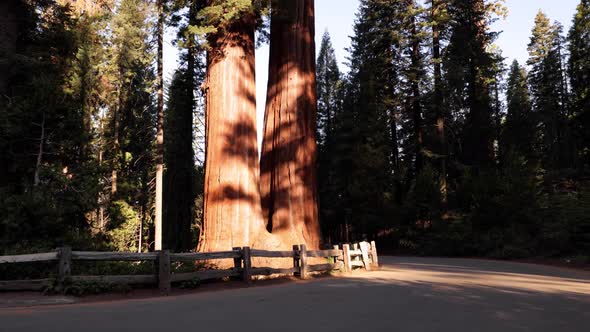 Giant Sequoia trees in Kings Canyon National Park