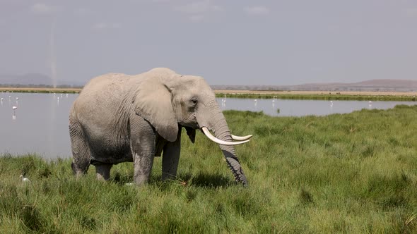 Elephants in Kenya, Africa