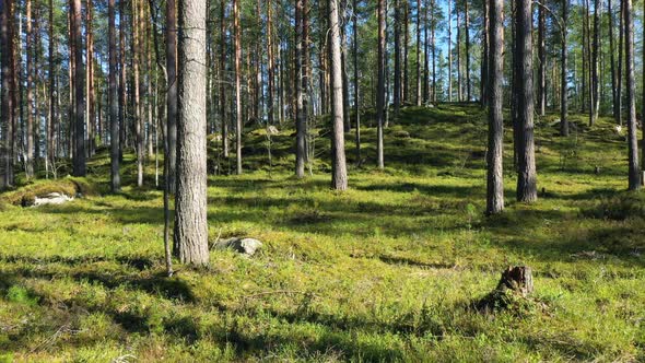 Drone flight at the Pine Forest