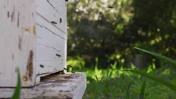 Close up of bees flying around beehive on sunny day