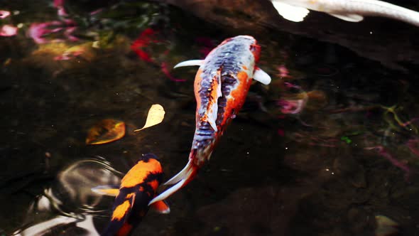 Colorful Variety of Ornamental Koi-Carp in a Pond