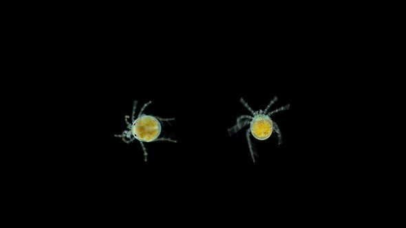Water mite Hydrachnidia, semeystva Hydrachnidae under microscope,