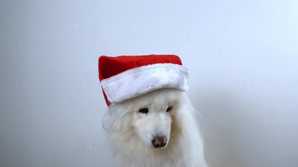 White Samoyed dog preparing for the Christmas holidays and the new year.