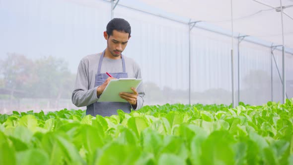 Asian business male farmer owner working in vegetables hydroponic green house farm with happiness.
