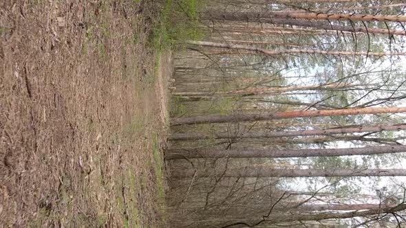 Vertical Video of a Road in the Forest Slow Motion