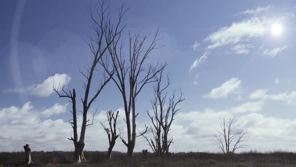 Dead Trees in the Sunshine Against a Blue Sky.