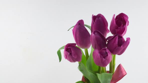 Opening of Beautiful Large Bouquet of Pink Tulips Flower on White Background