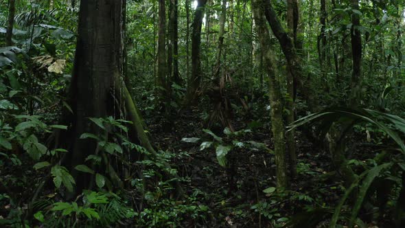 Typical Amazon forest view of lianas, large rooted trees and dead leaves
