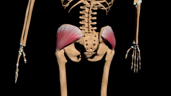 Gluteus Medius Muscles On Skeleton