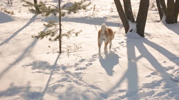 Akita Inu dog portrait in the winter park. Snowy winter background. Sunny day.