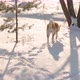 Akita Inu dog portrait in the winter park. Snowy winter background. Sunny day. - VideoHive Item for Sale