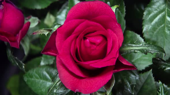 Timelapse. Rose Close-up. Budding Rose