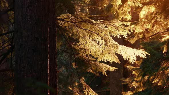 Forest In Golden Evening Sunlight