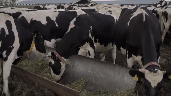 Cows Eat Hay on Dairy Farm Industrial Milk Production