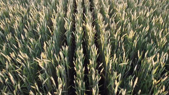 Field with wheat. Spikelets swaying in the wind, evening over a field of wheat.