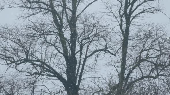 Snow Falling On Bare Trees